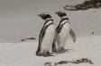 Two Magellanic Penguins return to shore after feeding at sea Spheniscus magellanicus CS Falk 04207-00305 Slide #04207-00305