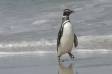 Magellanic Penguin high stepping it back to iits burrow Spheniscus magellanicus CS Falk 04207-00307 Slide #04207-00307