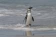 Magellanic Penguin coming out of the surf after feeding at sea Spheniscus magellanicus CS Falk 04207-00309 Slide #04207-00309