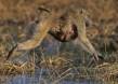 Chacma baboon leaping with baby clinging under stomach rs botswana 05040-02402 Slide #05040-02402