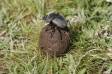 Dung beetle resting on dung ball scarabaeidae family rs tanz 05085-00101 Slide #05085-00101