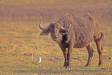 African buffalo cow with cattle egret hanging out for insects cs namib 05110-03718 Slide #05110-03718