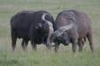 Cape buffalo bulls sparring syncerus caffer rs tanz 05110-04001 Slide #05110-04001