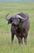 Old mean looking cape buffalo bull syncerus caffer rs 05110-04002 Slide #05110-04002