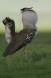 Kori bustard puffed up in courtship display ardeotis kori rs tanz 05130-00101 Slide #05130-00101