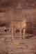 Adult female cheetah cs s africa 05150-04819 Slide #05150-04819