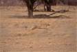 Cheetah running at full speed stretched out cs s africa 05150-06807 Slide #05150-06807