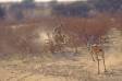 Cheetah busting through kalahari scrub chasing springbok prey cs s africa 05150-06814 Slide #05150-06814