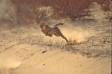 Cheetah stretched out in full run cs s africa 05150-06816 Slide #05150-06816
