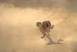 Cheetah running full speed chasing springbok prey cs s africa 05150-06818 Slide #05150-06818