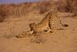 Cheetah stretching against clump of desert grass cs s africa 05150-06915 Slide #05150-06915