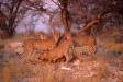 Cheetah group at marking tree cs namibia 05150-07507 Slide #05150-07507