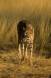 Cheetah in tawny grass in the central kalahari cs bots 05150-08402 Slide #05150-08402