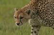 Portrait of a cheetah walking across serengeti plain acinonyx jubatus rs tanz 05150-08501 Slide #05150-08501