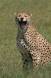 Portrait of a cheetah yawning acinonyx jubatus rs tanz 05150-08502 Slide #05150-08502