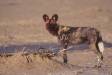 Male cape hunting dog bloody from recent kill s africa cs 05300-00216 Slide #05300-00216