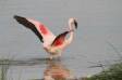 Lesser flamingo flexing wings ngorongora crater phoeniconaias minor rs tanz 05450-00401 Slide #05450-00401