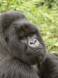 Mountain gorilla silverback in volcanoes national park gorilla gorilla beringei rs rwanda 05586-00901 Slide #05586-00901