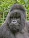 Mountain gorilla silverback in volcanoes national park gorilla gorilla beringei rs rwanda 05586-00902 Slide #05586-00902