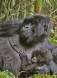Mountain gorilla mother holding baby volcanoes national park gorilla gorilla beringei rs rwanda 05586-00903 Slide #05586-00903