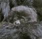 Mountain gorilla baby peeking volcanoes national park gorilla gorilla beringei rs rwanda 05586-00904 Slide #05586-00904
