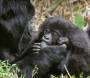 Mountain gorilla baby sucking mothers thumb volcanoes national park gorilla gorilla beringei rs rwanda 05586-00905 Slide #05586-00905