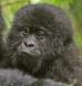 Mountain gorilla baby in volcanoes national park gorilla gorilla beringei rs rwanda 05586-00906 Slide #05586-00906