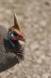 Helmeted guinea fowl portrait numida meleagris rs tanz 05640-00701 Slide #05640-00701
