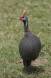 Helmeted guinea fowl numida meleagris rs tanz 05640-00702 Slide #05640-00702