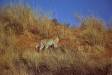 Kalahari desert leopard cs s africa 05880-00101 Slide #05880-00101