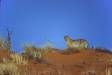 Leopard atop red kalahari desert sand dune cs s africa 05880-00105 Slide #05880-00105