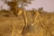 African lion standing on termite mound for a better viewpoint cs s africa 05890-09008 Slide #05890-09008