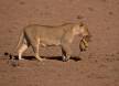 African lioness carrying three week old cub cs rsa 05890-12111 Slide #05890-12111
