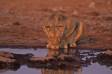 african lioness drinking at desert waterhole cs namibia 05890-18417 Slide #05890-18417