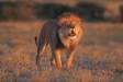Male lion roars to get answer to locate rest of his pride cs botswana 05890-20404 Slide #05890-20404
