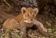 Lion cub resting by curling up on tree root cs panthera leo zambia 05890-20513 Slide #05890-20513