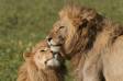 Two male african lions probably brothers nuzzling panthera leo rs tanz 05890-20601 Slide #05890-20601