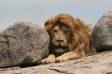 African lion with long mane watching from rock kopjie panthera leo rs tanz 05890-20602 Slide #05890-20602