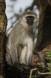 Vervet monkey sitting in tree watching cercopithecus aethiops rs tanz 05960-00601 Slide #05960-00601