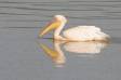 Pink backed pelican on lake in ngorongora crater pelecanus rufescens rs tanz 06009-00201 Slide #06009-00201