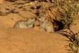 S whistling rat at burrow entrance in kalahari desert cs bots 06061-00103 Slide #06061-00103