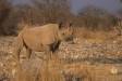 Black rhinoceros in arid desert habitat cs namib 06065-02506 Slide #06065-02506