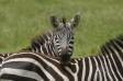 Plains zebra resting his head on another zebras back equus burchellii rs tanz 06390-08602 Slide #06390-08602