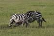 Plains zera stallions fight by biting at each others legs equus burchellii rs tanz 06390-08603 Slide #06390-08603