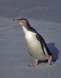 Yellow-eyed Penguin kicks up sand as it crosses a New Zealand beach 09480-01008 Slide #09480-01008