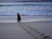 Australian Sea Lion Bull leaves tracks as it heads out to sea 09530-00803 Slide #09530-00803
