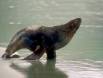 Hookers Sea Lion Bull leaves the beach and returns to the sea 09540-00210 Slide #09540-00210