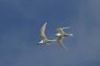 Fairy tern pair in flight sterna nereis cs cocos 09717-00102 Slide #09717-00102