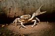 Cocos island purple land crab in defensive posture cardisoma carnifex cs 09839-00101 Slide #09839-00101