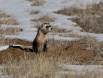 Alert Black-footed Ferret CGS_7753 Slide #00000-00000